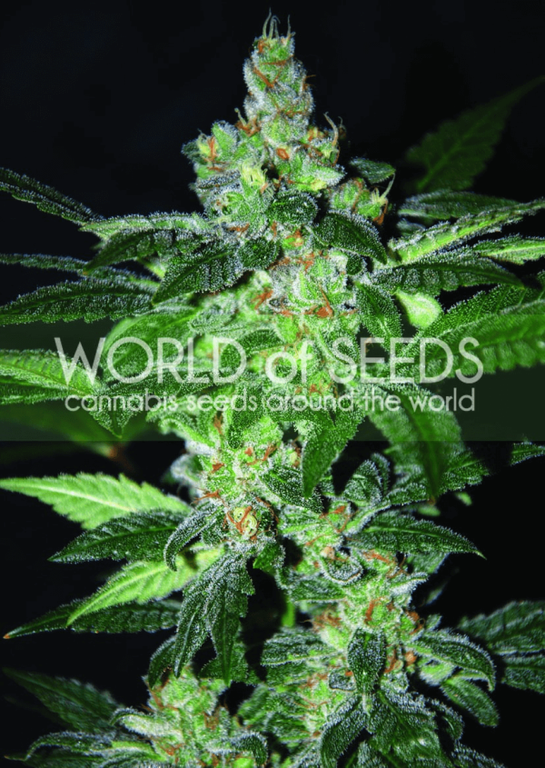 Amnesia World of Seeds cannabisfrø