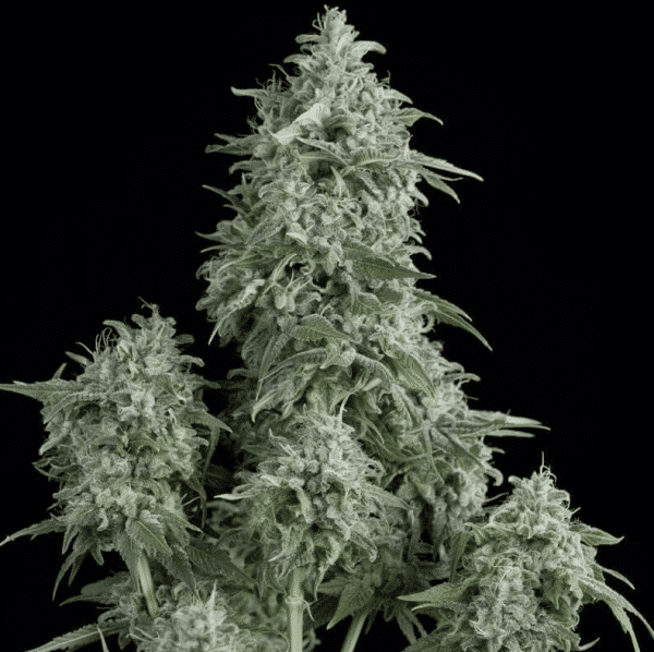 Anubis Pyramid Seeds cannabisfrø