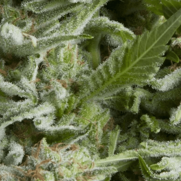 Auto Alpujarrena Pyramid Seeds cannabisfrø