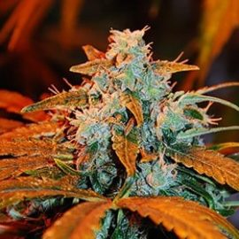 Auto Blueberry G13 Labs Seeds
