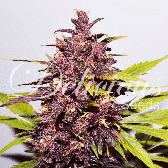 Auto Dark Purple Delicious Seeds cannabisfrø