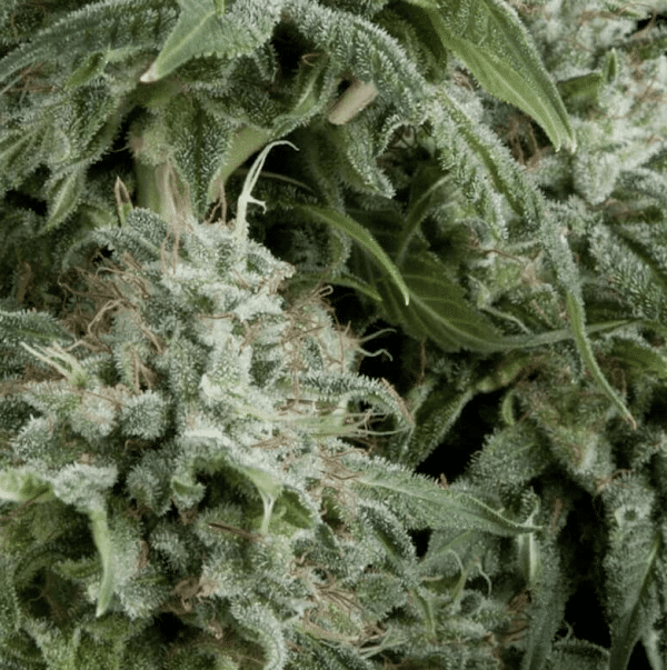 Auto Northern Lights CBD Pyramid Seeds cannabisfrø