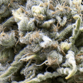 Auto White Widow CBD Pyramid Seeds cannabisfrø
