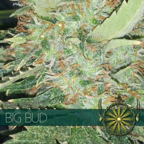 Big Bud Vision Seeds cannabisfrø