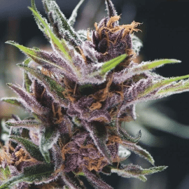 Black Cherry Punch Pyramid Seeds cannabisfrø