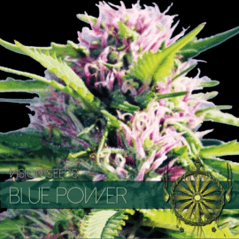 Blue Power Vision Seeds cannabisfrø