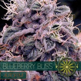 Blueberry Bliss Auto Vision Seeds cannabisfrø