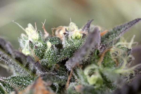 Blueberry Headband Humboldt Seed Organization cannabisfrø