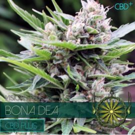 Bona Dea CDB+ Vision Seeds cannabisfrø