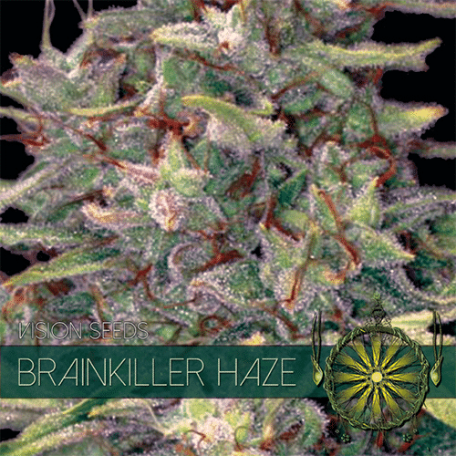 Brainkiller Haze Vision Seeds cannabisfrø