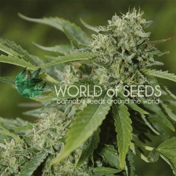 Brazil Amazonia World of Seeds cannabisfrø