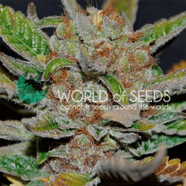 Bubba Haze World of Seeds cannabisfrø