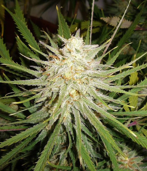 C99 Female Seeds cannabisfrø