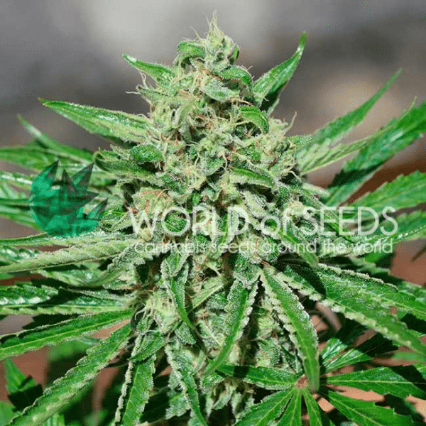 CBD Tonic World of Seeds cannabisfrø
