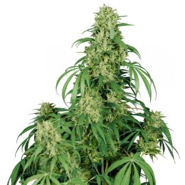 Calamity Jane Auto Buddha Seeds cannabisfrø