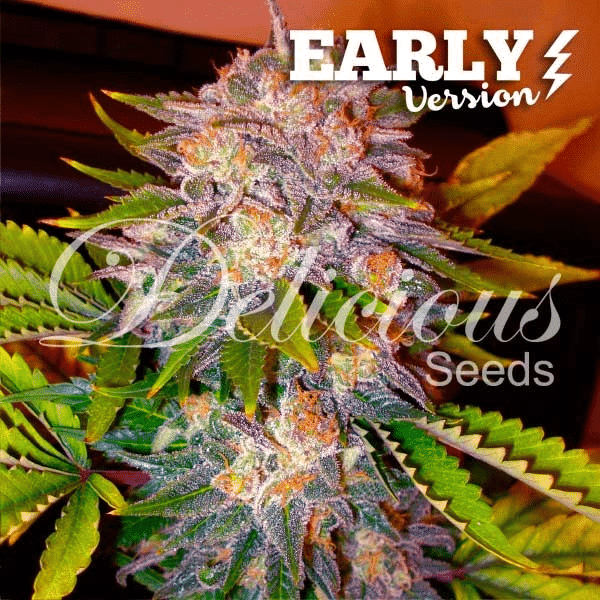 Caramelo Early Version Delicious Seeds cannabisfrø