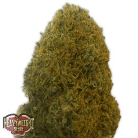 Champion Heavyweight Seeds cannabisfrø