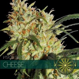 Cheese Vision Seeds cannabisfrø