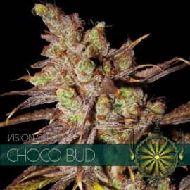 Choco Bud Vision Seeds cannabisfrø