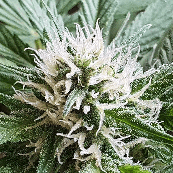Chocobang Delicious Seeds cannabisfrø