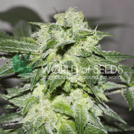 Chronic Haze World of Seeds cannabisfrø