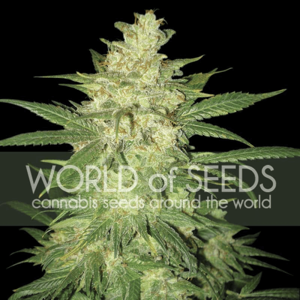 Colombian Gold Ryder World of Seeds cannabisfrø