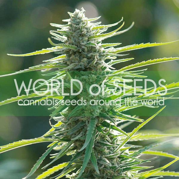 Colombian Gold World of Seeds cannabisfrø