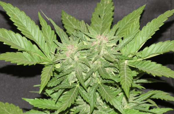 Cotton Candy Kush Delicious Seeds cannabisfrø