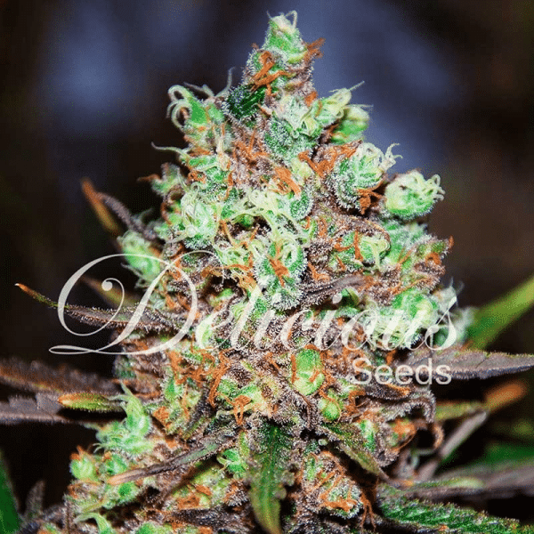 Cotton Candy Kush Delicious Seeds cannabisfrø
