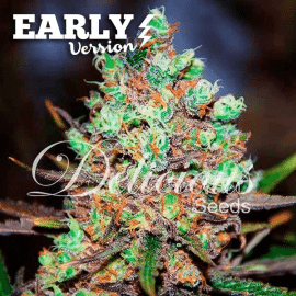 Cotton Candy Kush Early Version Delicious Seeds cannabisfrø