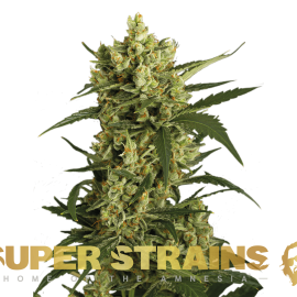 Crackers Super Strains cannabisfrø
