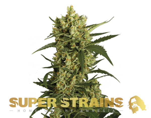 Crackers Super Strains cannabisfrø