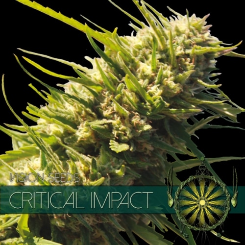 Critical Impact Vision Seeds cannabisfrø