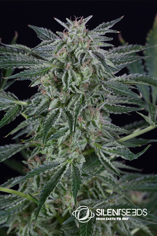 Critical Jack Autoflowering Silent Seeds cannabisfrø