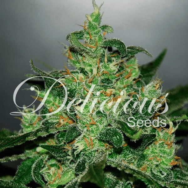 Critical Jack Herer Auto Delicious Seeds cannabisfrø
