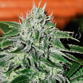 Critical Jack Herer Delicious Seeds cannabisfrø