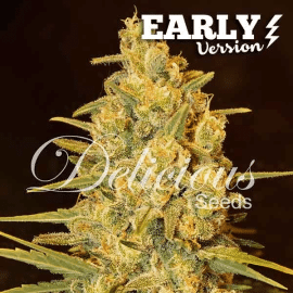 Critical Sensi Star Early Version Delicious Seeds cannabisfrø