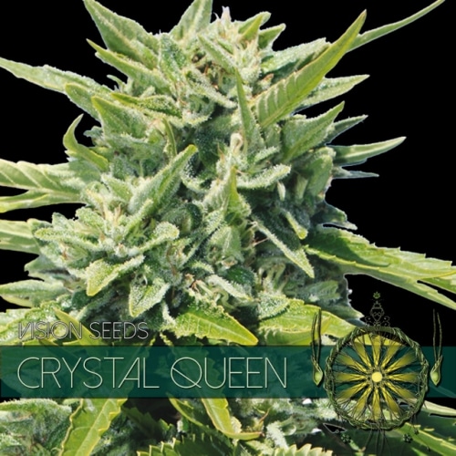 Crystal Queen Vision Seeds cannabisfrø