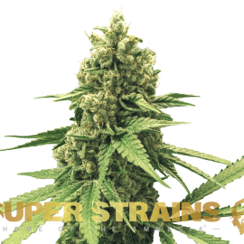 DFA Autoflowering Super Strains cannabisfrø