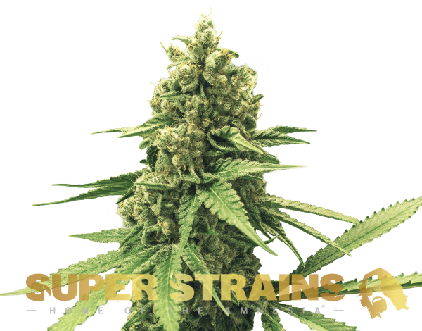 DFA Autoflowering Super Strains cannabisfrø