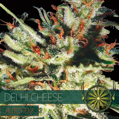 Delhi Cheese Auto Vision Seeds cannabisfrø