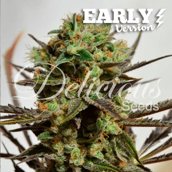 Delicious Candy Early Version Delicious Seeds cannabisfrø