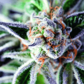 Do-Si-Dos Pyramid Seeds cannabisfrø