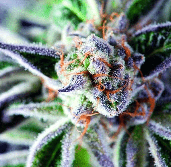 Do-Si-Dos Pyramid Seeds cannabisfrø