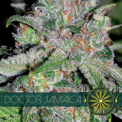 Doctor Jamaica Vision Seeds cannabisfrø