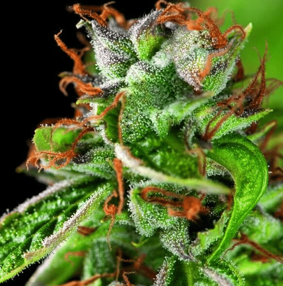 Double OG Haze Pyramid Seeds cannabisfrø