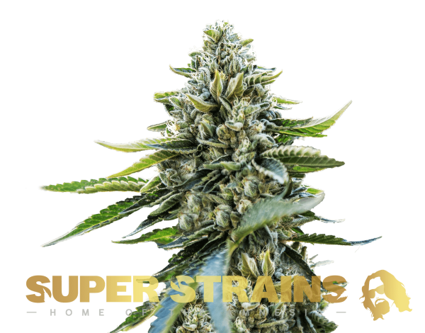 Eden – CBD Super Strains cannabisfrø