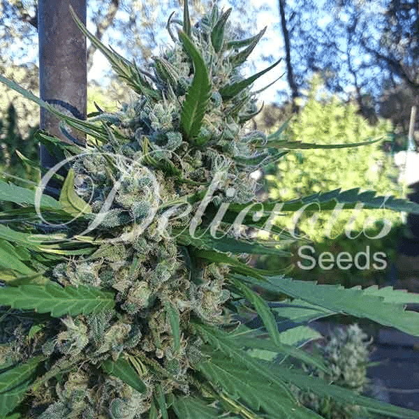 Eleven Roses Delicious Seeds cannabisfrø