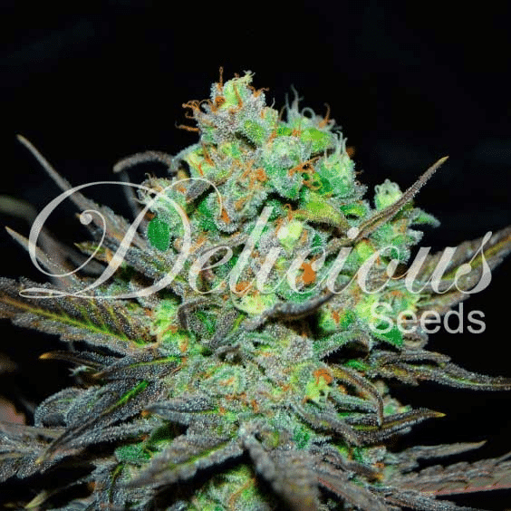 Eleven Roses Delicious Seeds cannabisfrø