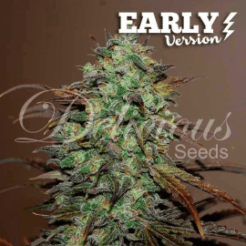 Eleven Roses Early Version Delicious Seeds cannabisfrø